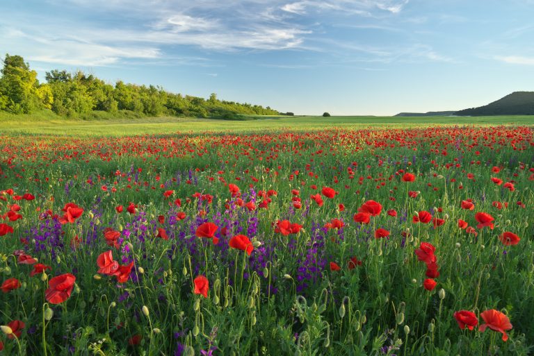 Spring flowers